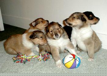album/photo-portee-c_chiot-23-1.jpg