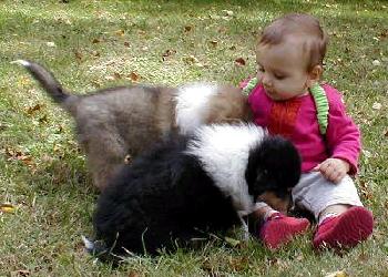 album/photo-portee-c_chiot-45-2.jpg