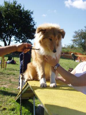 album/photo-portee-e-2004-09-19-vanille-agility.jpg