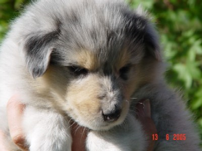 album/photo-portee-g-2005-06-13-male-bleu-2.jpg