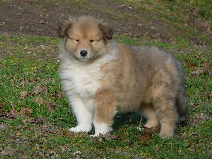 album/photo-portee-j-chiots-jour-48-male_1.jpg