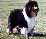 colley